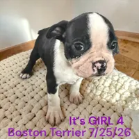 Girl 4, a female Boston Terrier for sale in Montpelier, OH – 2 of 2