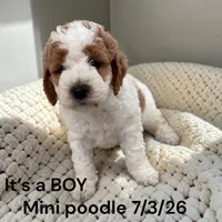 Boy AKC, a male Poodle - Miniature  for sale in Montpelier, OH – 2 of 2