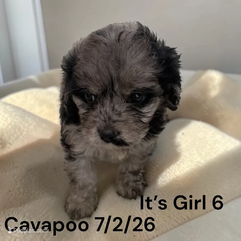 Merle girl 6 – Cavapoo puppy for sale in Montpelier, OH