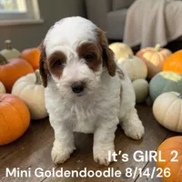 Girl 2, a female Miniature Goldendoodle for sale in Montpelier, OH – 2 of 2