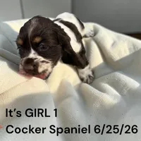 Chocolate Tri Girl 1, a female Cocker Spaniel for sale in Montpelier, OH – 2 of 2