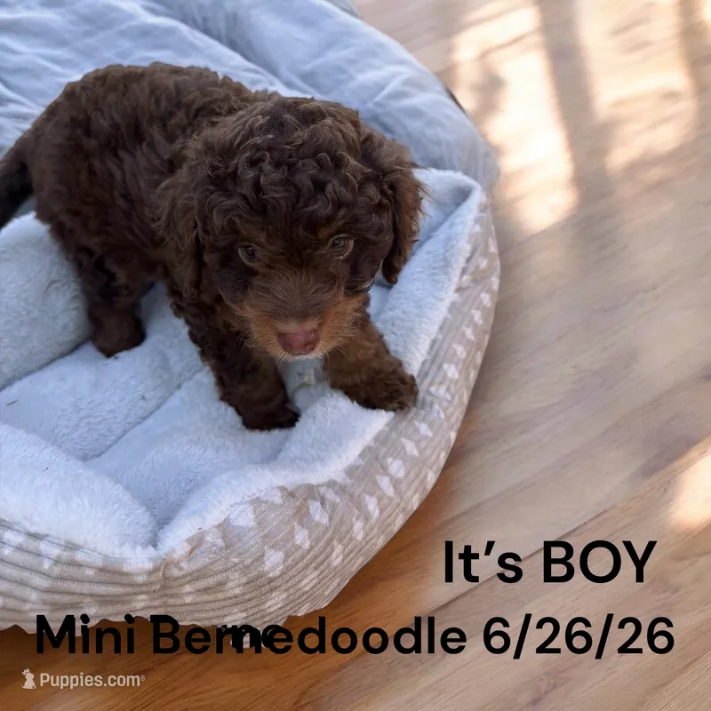 Miniature Boy 3 – Bernedoodle puppy for sale in Montpelier, OH