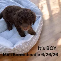 BOY, a male Miniature Bernedoodle for sale in Montpelier, OH – 1 of 2