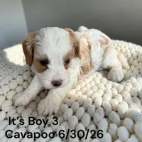 Ruby white boy 3, a male Cavapoo for sale in Montpelier, OH – 2 of 2