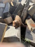 Ruby ML, a male Cavapoo for sale in Montpelier, OH – 2 of 3