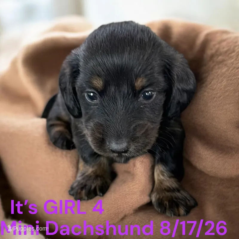 AKC Girl 4 Long hair – Miniature Dachshund puppy for sale in Montpelier, OH