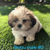 Male 2, a male Shih Tzu for sale in Montpelier, OH – 2 of 2