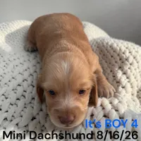 AKC boy 4 Long Hair, a male Miniature Dachshund for sale in Montpelier, OH – 2 of 2