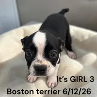 Black/white Girl 3, a female Boston Terrier for sale in Montpelier, OH – 2 of 2