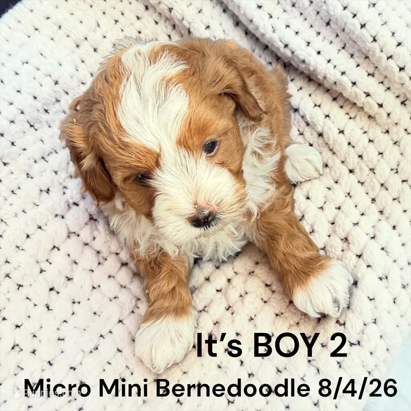 Micro Mini 2 – Miniature Bernedoodle puppy for sale in Montpelier, OH