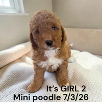 AKC GIRL 2, a female Poodle - Miniature  for sale in Montpelier, OH – 2 of 2