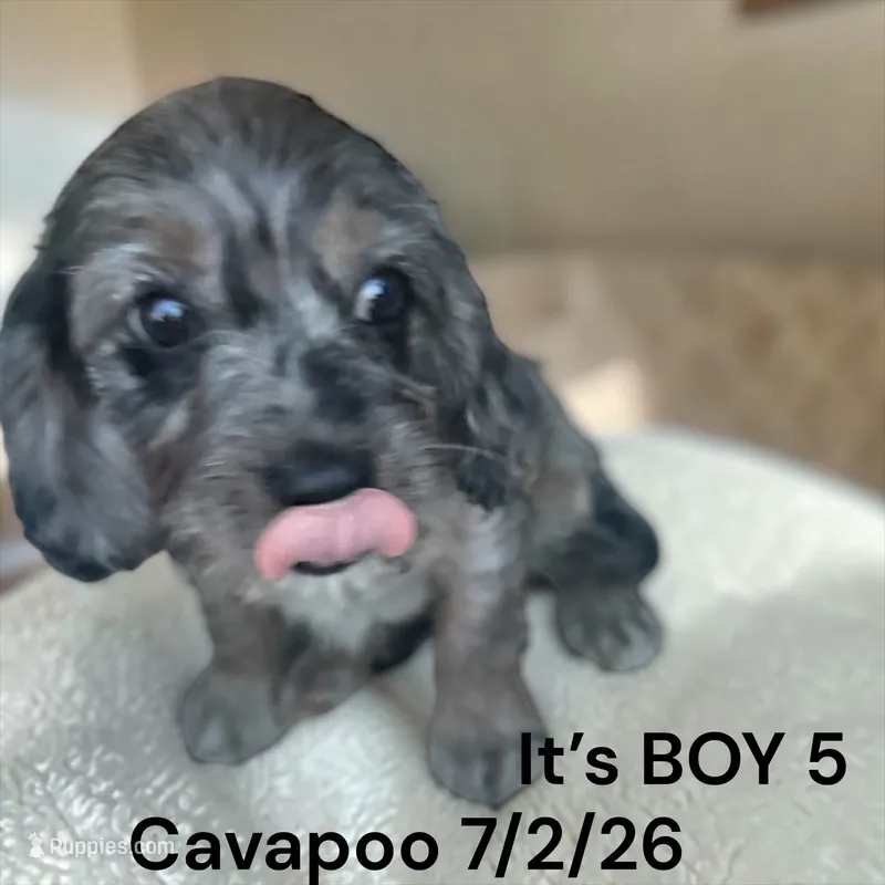Merle boy 5 – Cavalier King Charles Spaniel, Poodle - Toy  puppy for sale in Montpelier, OH