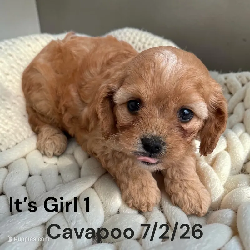 Apricot girl 1 – Cavapoo puppy for sale in Montpelier, OH