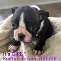 Girl 1, a female Boston Terrier for sale in Montpelier, OH – 1 of 2
