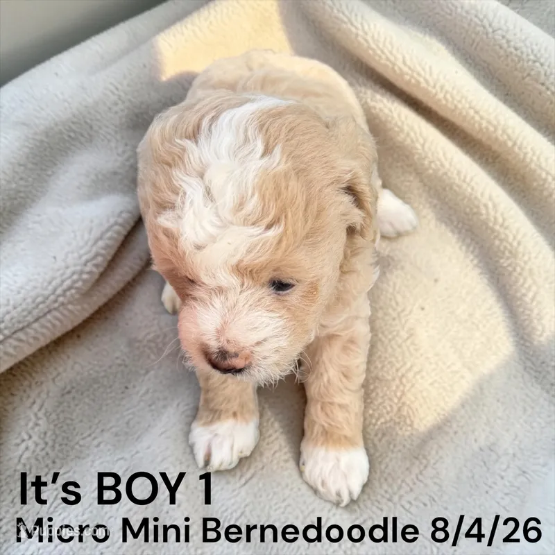 Micro Mini 1 – Miniature Bernedoodle puppy for sale in Montpelier, OH