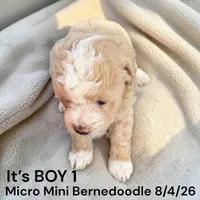 Micro Mini 1, a male Miniature Bernedoodle for sale in Montpelier, OH – 1 of 2