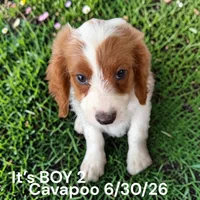 Ruby white boy 2, a male Cavalier King Charles Spaniel and Poodle - Toy  for sale in Montpelier, OH – 2 of 2