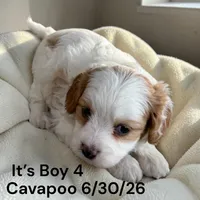 Ruby white boy 4, a male Cavapoo for sale in Montpelier, OH – 2 of 2