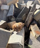 Ruby Girl 1, a female Cavapoo for sale in Montpelier, OH – 2 of 2