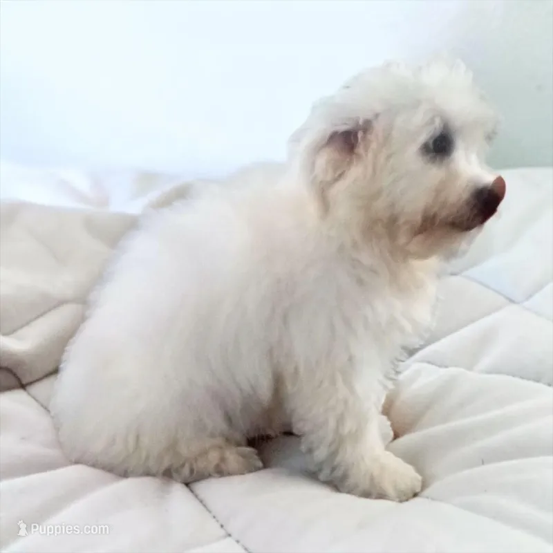 Boy – Havachon puppy for sale in Montpelier, OH