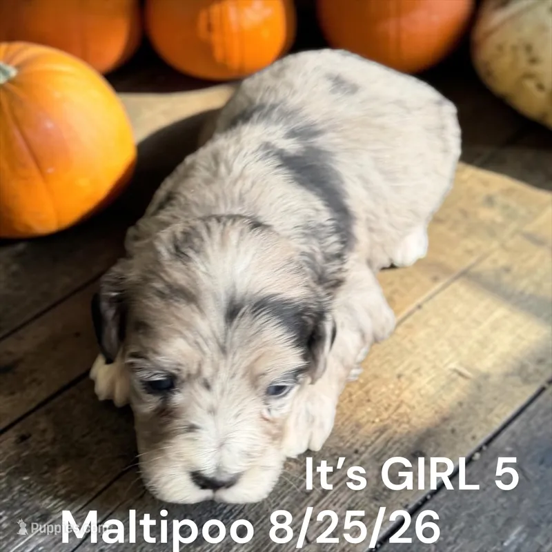 Lighter merle – Maltipoo puppy for sale in Montpelier, OH