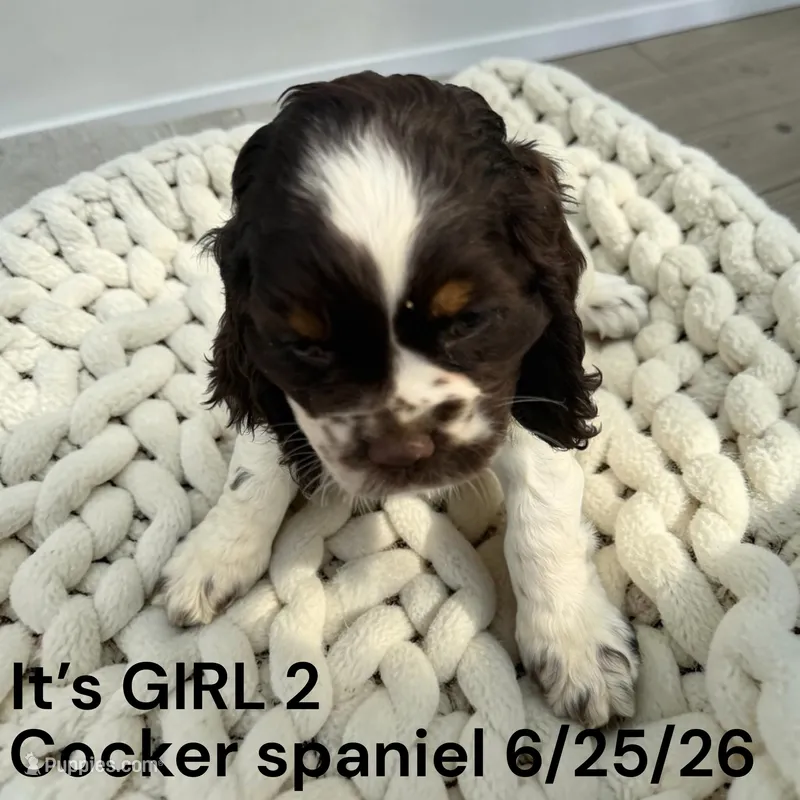 Girl 2 – Cocker Spaniel puppy for sale in Montpelier, OH
