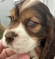 Handsome boy, a male Cocker Spaniel for sale in Montpelier, OH – 2 of 5