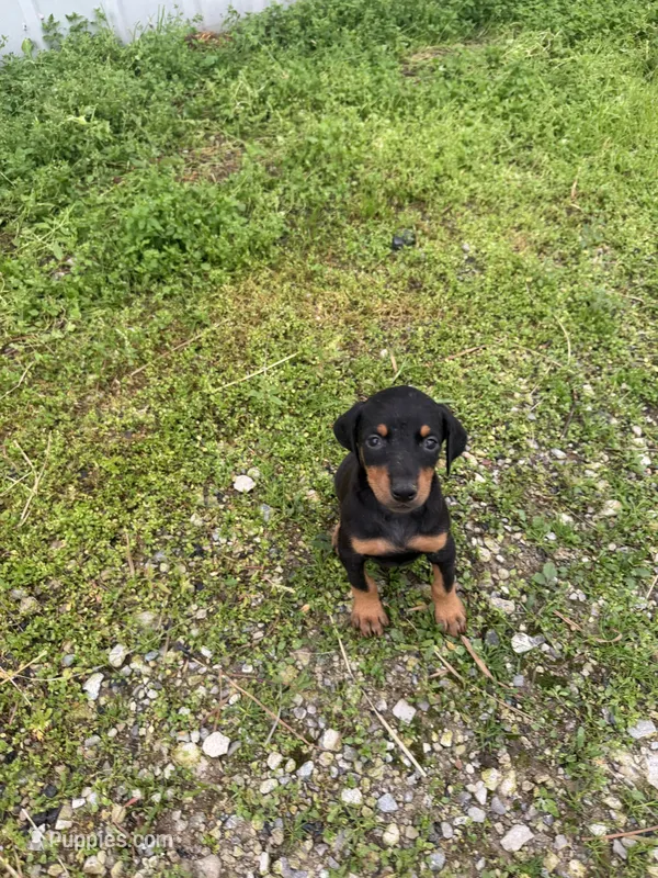 Girl 2 – Doberman Pinscher puppy for sale in Montpelier, OH
