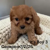 Apricot boy 3, a male Cavapoo for sale in Montpelier, OH – 2 of 2