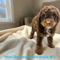Miniature Boy 3, a male Bernedoodle for sale in Montpelier, OH – 1 of 4