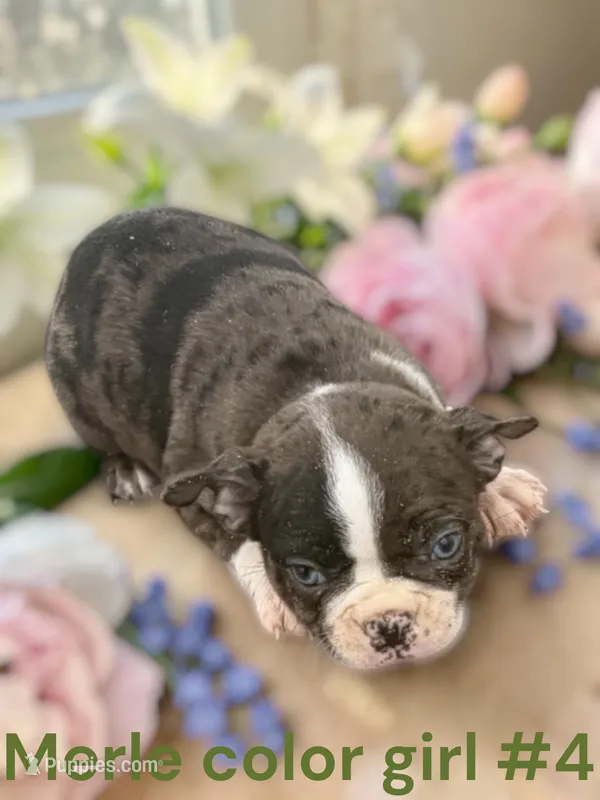 Merle #4 – Boston Terrier puppy for sale in Montpelier, OH