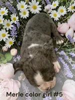 Merle #5, a female Boston Terrier for sale in Montpelier, OH – 2 of 2