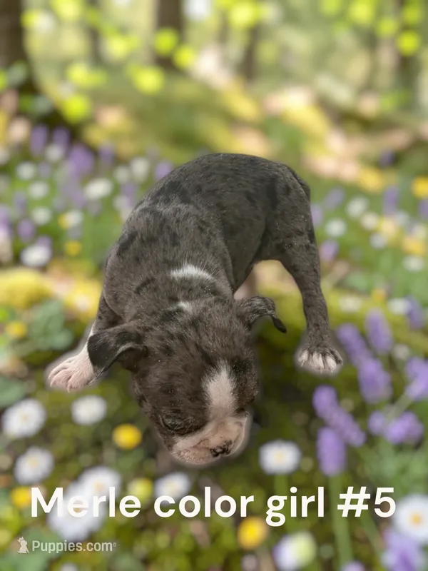 Merle #5 – Boston Terrier puppy for sale in Montpelier, OH