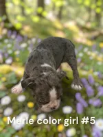 Merle #5, a female Boston Terrier for sale in Montpelier, OH – 1 of 2