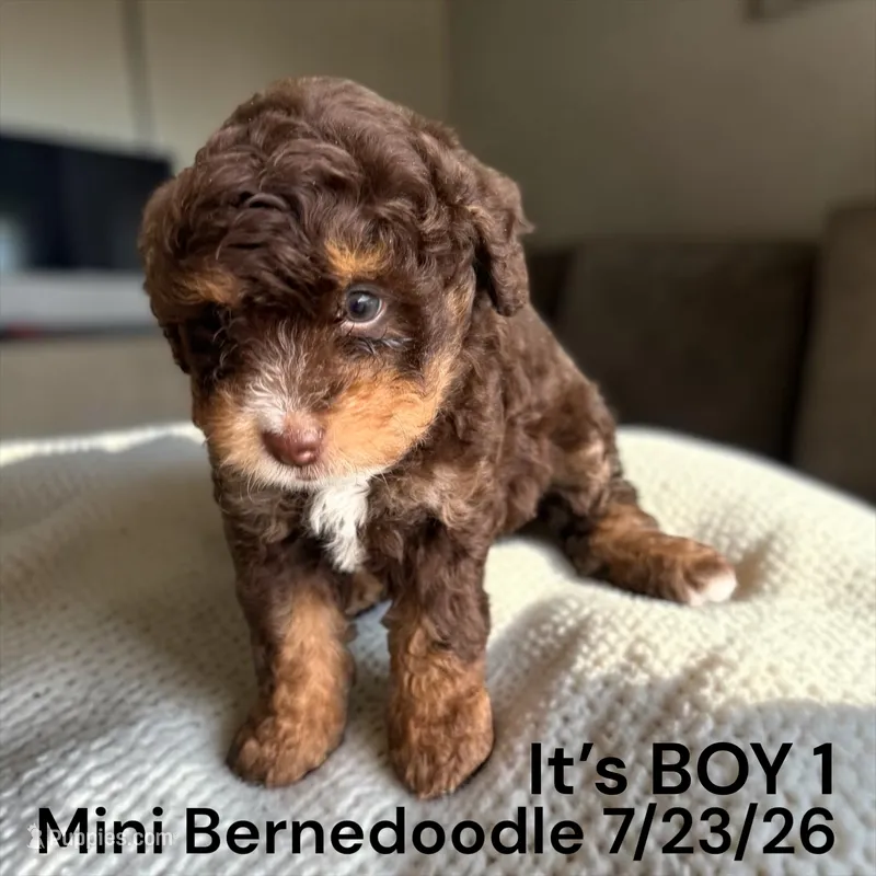 Boy 1 – Miniature Bernedoodle puppy for sale in Montpelier, OH