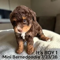 Boy 1, a male Miniature Bernedoodle for sale in Montpelier, OH – 1 of 2