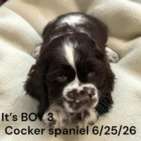 Chocolate Tri Boy 3, a male Cocker Spaniel for sale in Montpelier, OH – 2 of 2