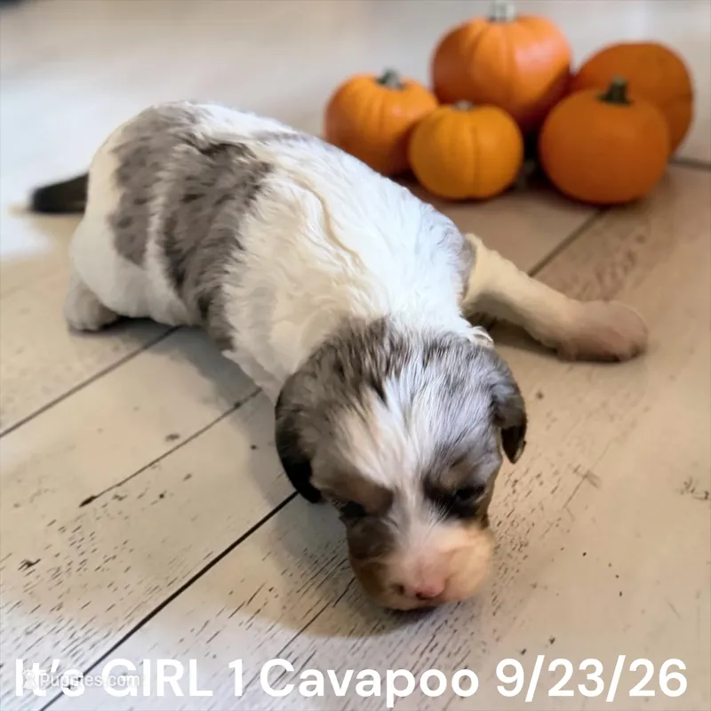 Merle white GIRL – Cavapoo puppy for sale in Montpelier, OH