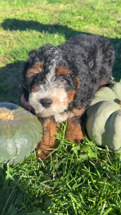 Girl 2, a female Miniature Bernedoodle for sale in Montpelier, OH – 4 of 4