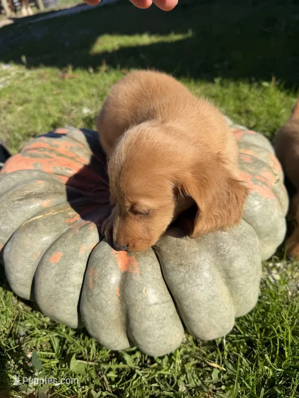 Cream ML longhair – Miniature Dachshund puppy for sale in Montpelier, OH