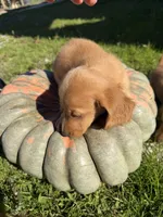 Cream ML longhair, a male Miniature Dachshund for sale in Montpelier, OH – 1 of 3