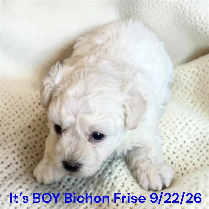 AKC Boy 1 – Bichon Frise puppy for sale in Montpelier, OH