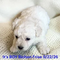 AKC Boy 1, a male Bichon Frise for sale in Montpelier, OH – 1 of 2
