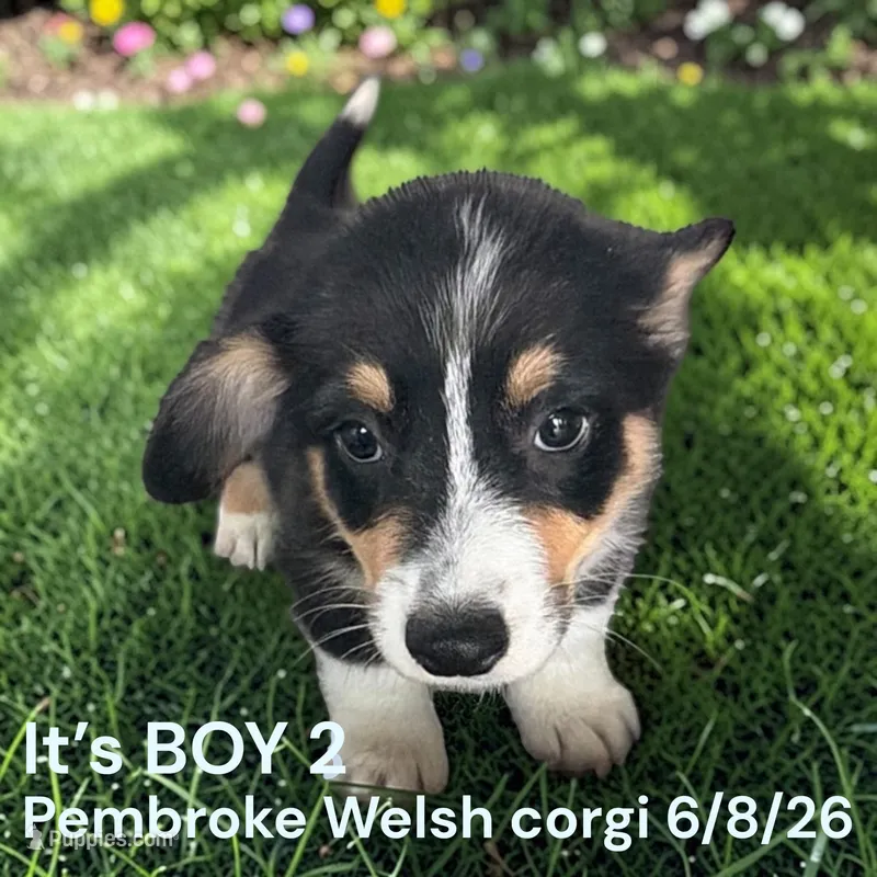 AKC Male 2 – Pembroke Welsh Corgi puppy for sale in Montpelier, OH