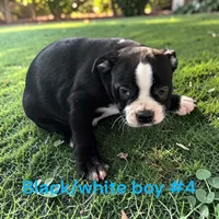 Male 4, a male Boston Terrier for sale in Montpelier, OH – 2 of 2