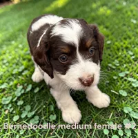 Miniature Girl 2, a female Bernedoodle for sale in Montpelier, OH – 2 of 2