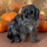 Merle boy 5, a male Cavapoo for sale in Montpelier, OH – 3 of 3