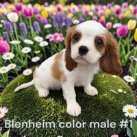 Blenheim #1, a male Cavalier King Charles Spaniel for sale in Montpelier, OH – 1 of 1