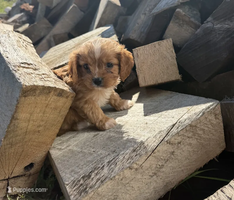 Ruby Girl 1 – Cavapoo puppy for sale in Montpelier, OH