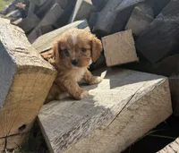 Ruby Girl 1, a female Cavapoo for sale in Montpelier, OH – 1 of 2